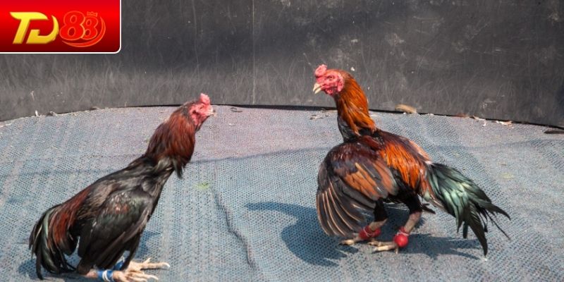 Cách quan sát đôi mắt của gà chiến kê