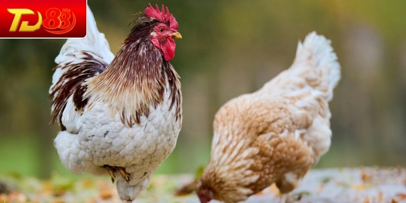 Cận cảnh chi tiết vảy song phủ đao quý hiếm