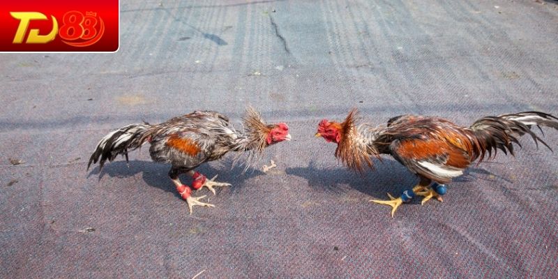 Công dụng của thuốc bổ tổng hợp đa năng