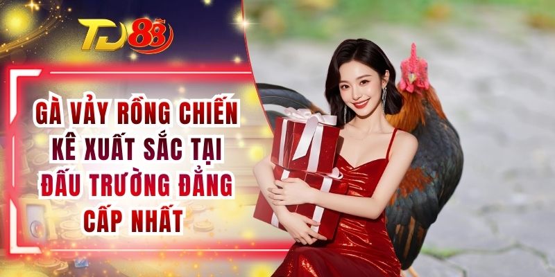 Gà Vảy Rồng Chiến Kê Xuất Sắc Tại Đấu Trường Đẳng Cấp Nhất
