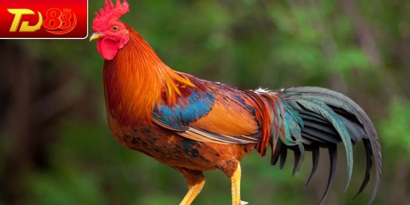 Khám phá về các loại thuốc bổ cho gà đá