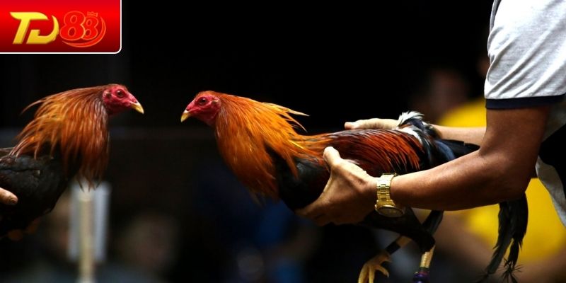 Mẫu vảy liên giáp nội đặc trưng ở chiến kê