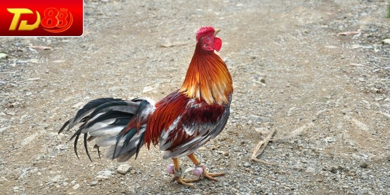 Những loại hình đá gà TD88 được ưa chuộng Những loại hình đá gà TD88 được ưa chuộng