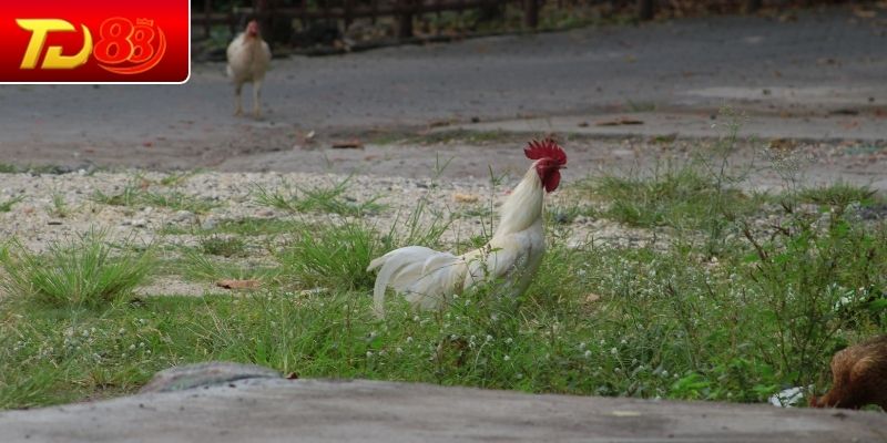 Sự linh hoạt khi di chuyển trên sân đấu