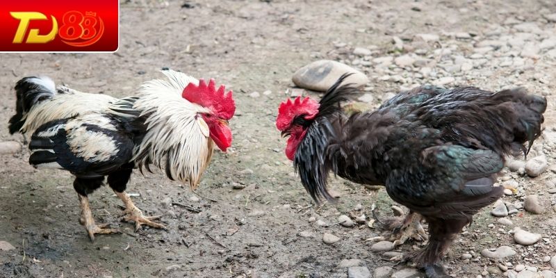 Thuốc tăng sức bền và phục hồi năng lượng nhanh