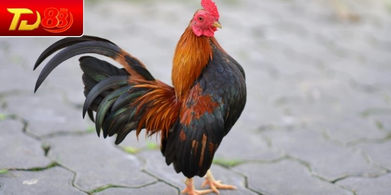 Tìm hiểu chi tiết giống gà vảy rồng đặc biệt