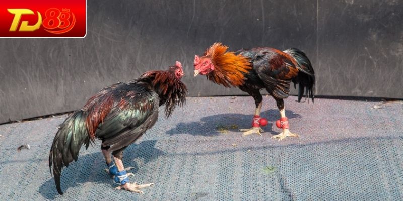 Tìm hiểu về Vảy gà tốt nên chơi